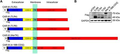 Emerging advances in nanobiomaterials-assisted chimeric antigen receptor (CAR)-macrophages for tumor immunotherapy